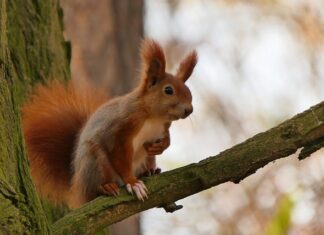 Czy pies może szczekać w kagańcu?
