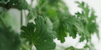 Kto podarował Stasiowi i Nel lekarstwo na chorobę Nel?